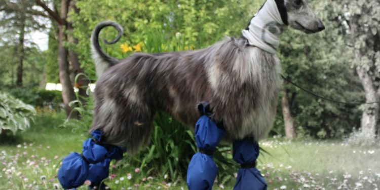 Best Dog Boots For Afghan Hound