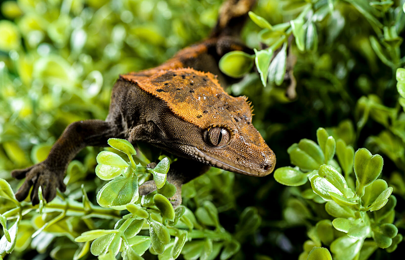 Plants for crested gecko