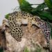 Best Plants For Leopard Geckos
