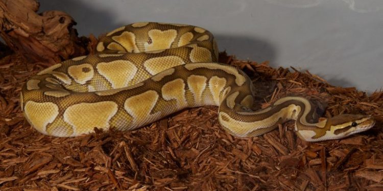 Best Substrate for Ball Python