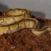 Best Substrate for Ball Python