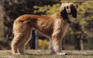 Best Tips For Taking Care Of The Afghan Hound