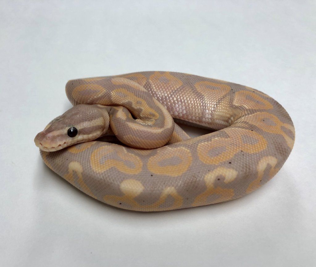 Can Ball Pythons Eat Chicken? | MyPetCareJoy