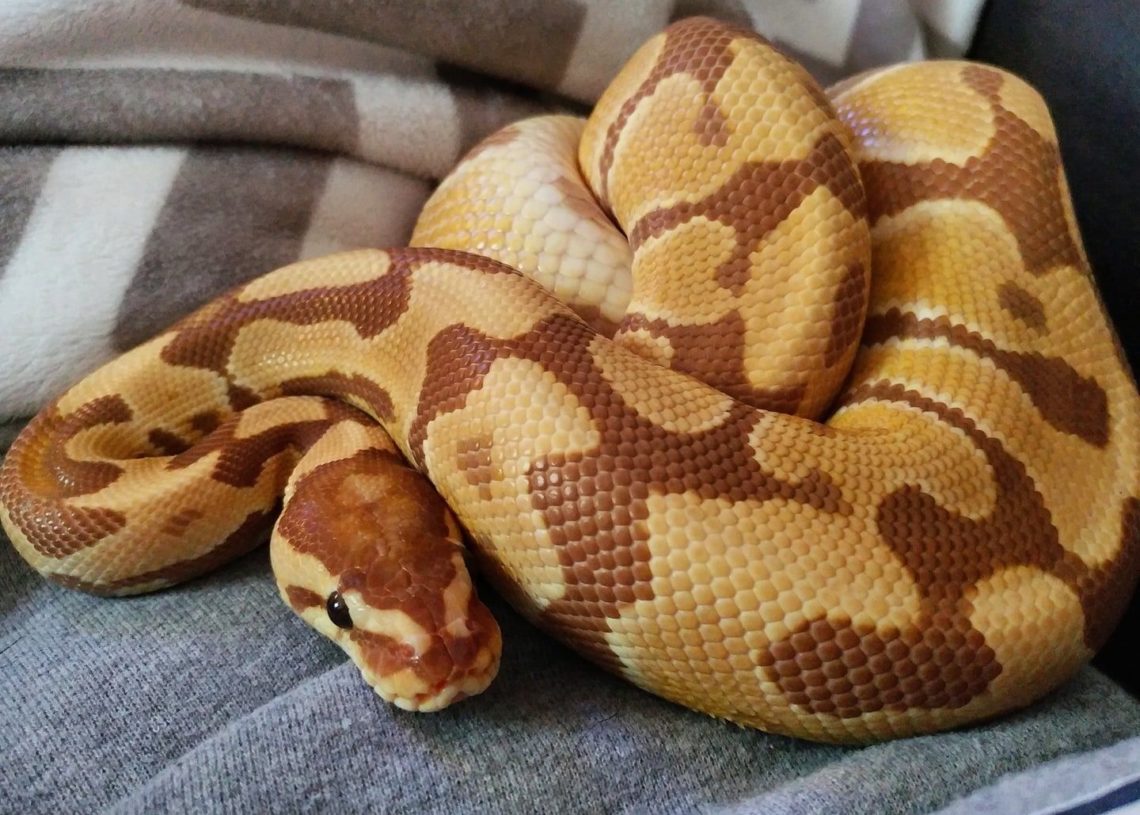 Best 11 Ball Python Morphs (Complete Guide) | MyPetCareJoy