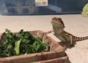 Can Bearded Dragon Eat Celery