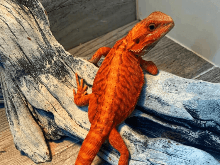 Can Bearded Dragon Eat Cilantro? MyPetCareJoy