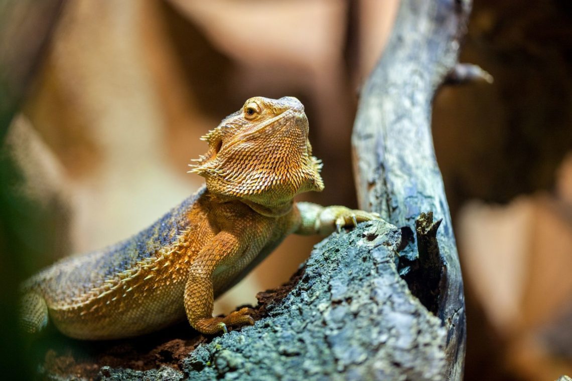 Can You Feed Bearded Dragons Iceberg Lettuce? MyPetCareJoy