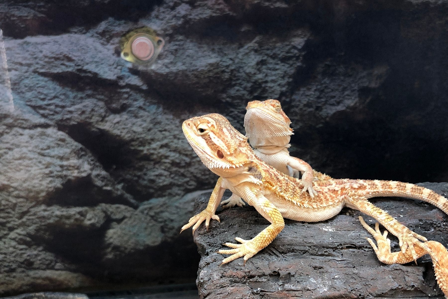 Can Bearded Dragons Eat Thyme? MyPetCareJoy