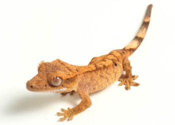 Crested Geckos