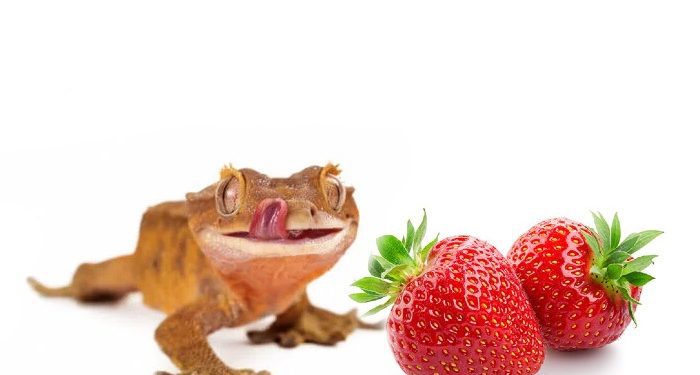 Can Crested Geckos Eat-Strawberries
