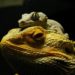 Can Crested Geckos Live with Bearded Dragons