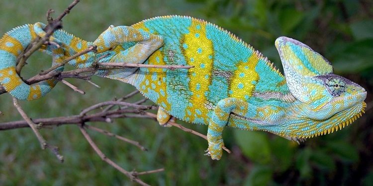 Chameleons Need In Their Cage