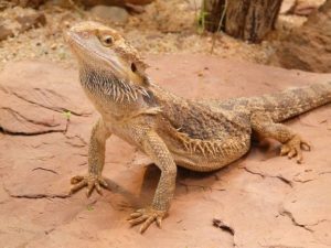 Classic or standard bearded dragon