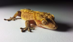 Crested geckos