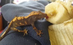 Crested Geckos Eat Bananas