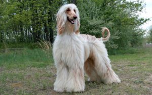 Everything About Afghan Hound