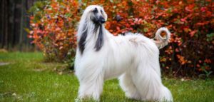 Everything About Afghan Hound Breed