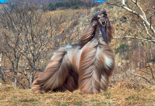 Everything About Afghan Hound Dog Breed