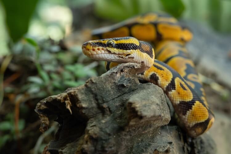 How To Find A Lost Ball Python? | MyPetCareJoy
