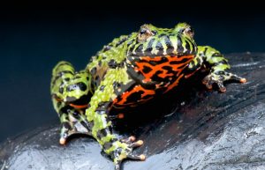 Fire-bellied toads