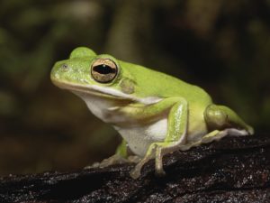 Green tree frog