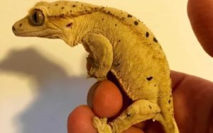 Handle A Crested Gecko