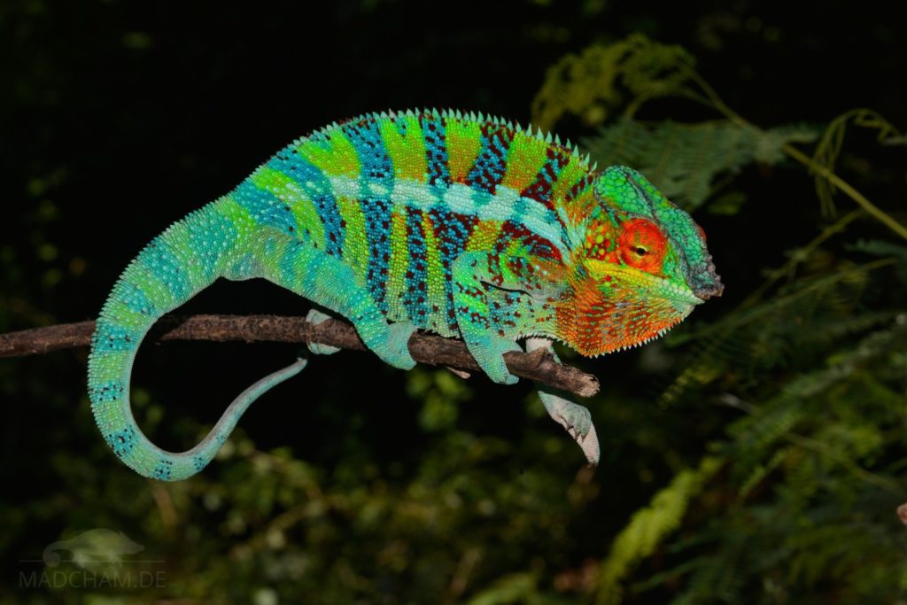 How Big Do Chameleons Get | MyPetCareJoy