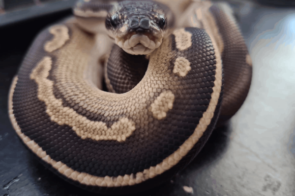 How Much Should My Ball Python Weigh MyPetCareJoy
