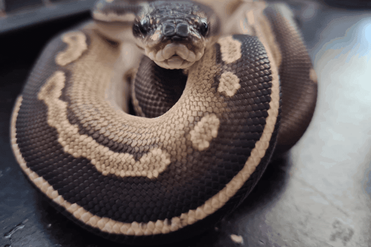 How Much Ball Python Weigh