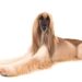 How To Cut Afghan Hound Claws