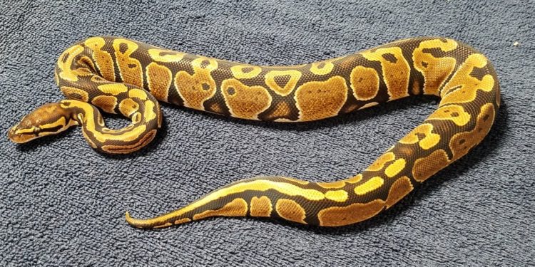 How To Find A Lost Ball Python