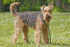 How To Groom-Airedale-Terrier