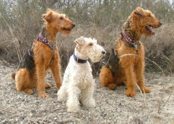 How To Groom Airedale Terrier