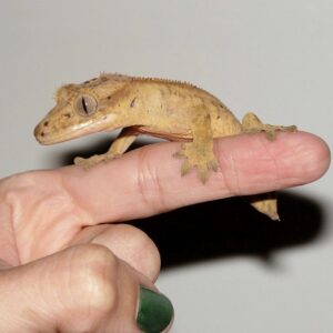 How-To Handle A Crested Gecko