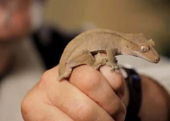 How To Handle A Crested Gecko