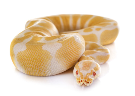 How To Tell Age Of Ball Python? | MyPetCareJoy