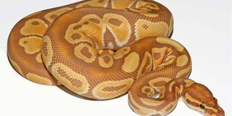 How To Tell Age Of Ball Python