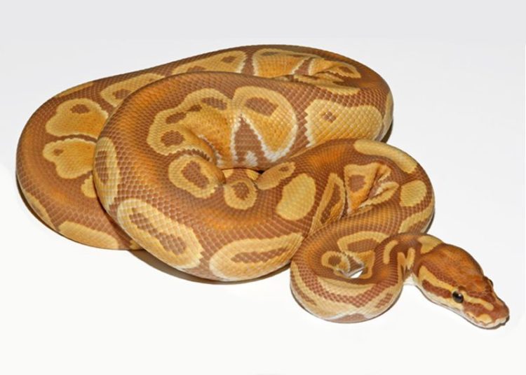 Ball Python Tank Setup Ideas MyPetCareJoy