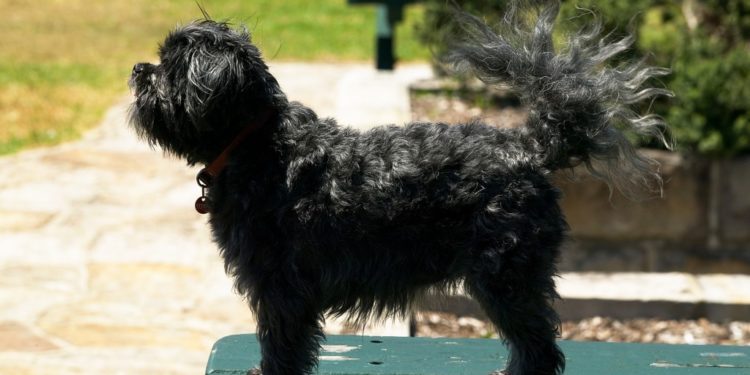 How To Train Affenpinscher