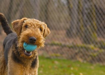 How To Train Airedale Terrier