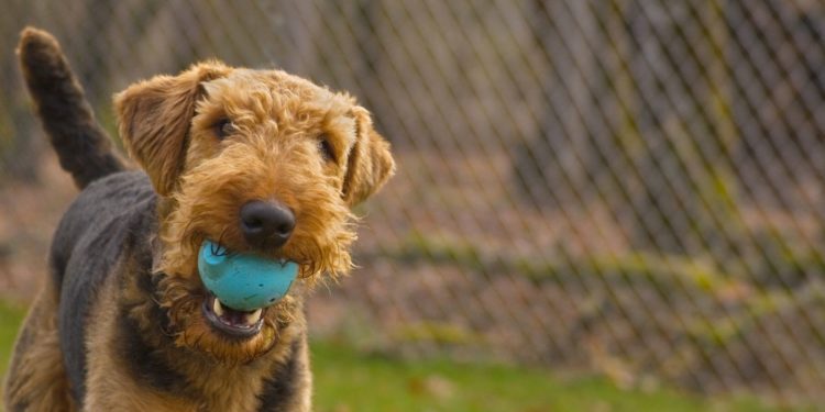 How To Train Airedale Terrier