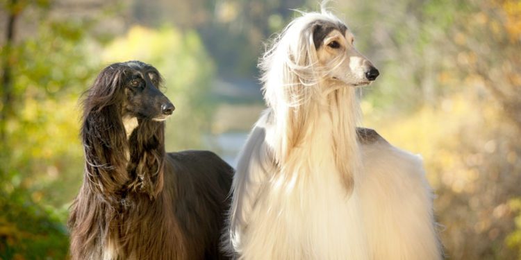 Is the Afghan Hound Dangerous