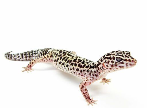 Leopard Gecko Squeaking