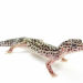 Leopard Gecko Squeaking