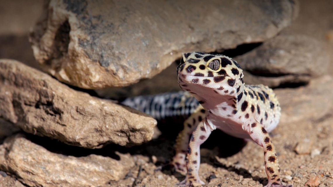 Can Bearded Dragons Live With Leopard Geckos? MyPetCareJoy