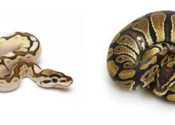 Lesser Ball Python vs Normal Python