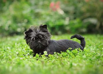 Must-Have Products For Affenpinscher Care
