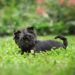 Must-Have Products For Affenpinscher Care