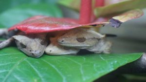 My Crested Gecko Hiding