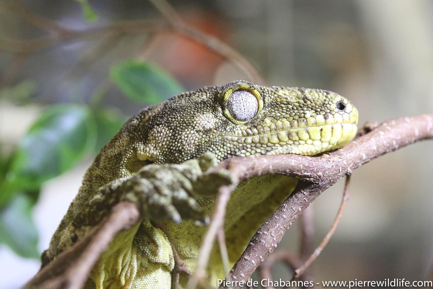 Why Is My Crested Gecko Not Sleeping? MyPetCareJoy